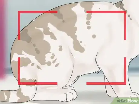 Image titled Identify an American Shorthair Cat Step 4