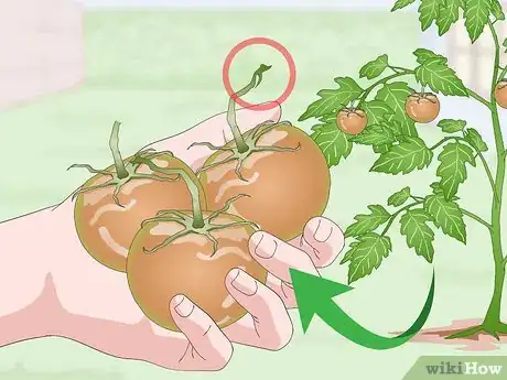 Image titled Pick Tomatoes Step 9