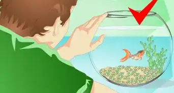 Change the Water in a Fish Bowl