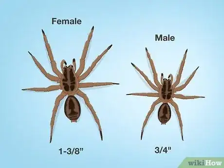 Image titled Identify a Wolf Spider Step 1