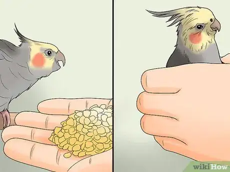 Image titled Gain Your Bird's Trust Step 11