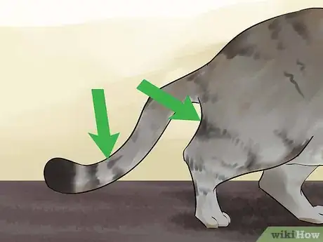 Image titled Identify a Li Hua Cat Step 5