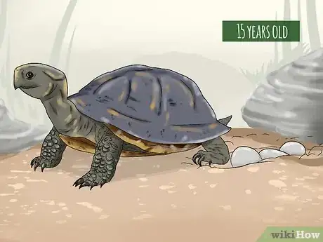 Image titled Tell the Age of a Tortoise Step 4