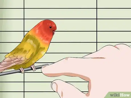 Image titled Tame Your Budgies Step 9