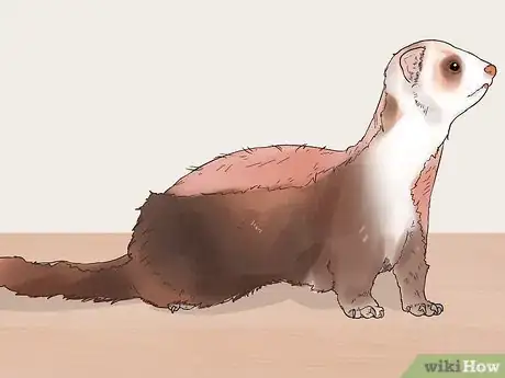 Image titled Spot Signs of Illness in a Ferret Step 12