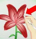Draw a Lily