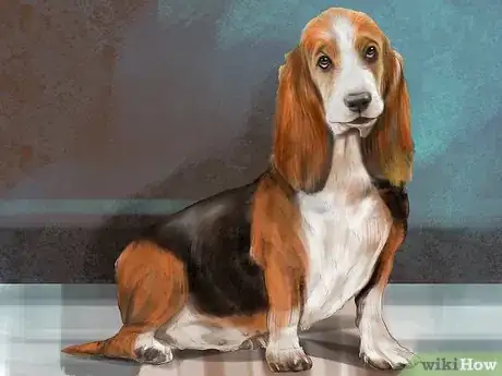 Image titled Identify a Basset Hound Step 9