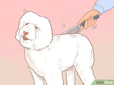 Image titled Full Scissor a Poodle by Hand Step 7