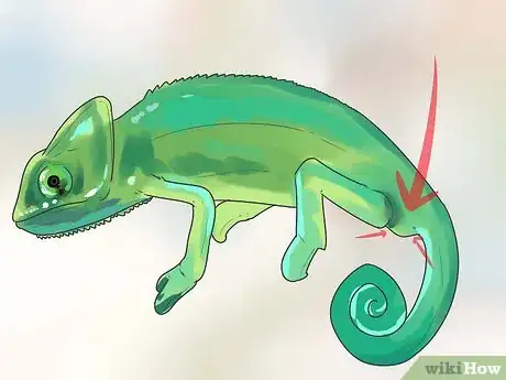 Image titled Tell if a Chameleon Is Male or Female Step 1
