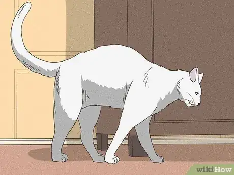 Image titled Why Do Cats Rub Against You Step 4
