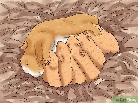 Image titled Learn When to Separate Hamsters Step 1