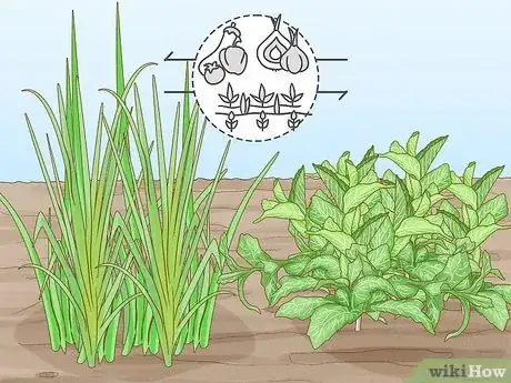 Image titled Onion Companion Plants Step 14