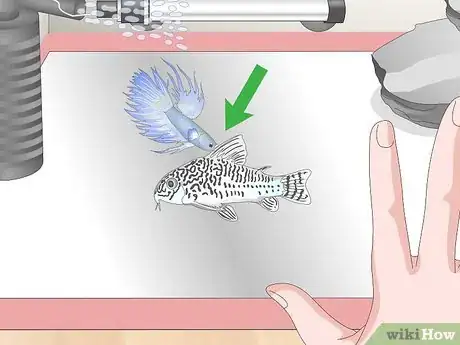 Image titled Care for a Crowntail Betta Fish Step 16