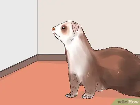 Image titled Spot Signs of Illness in a Ferret Step 13