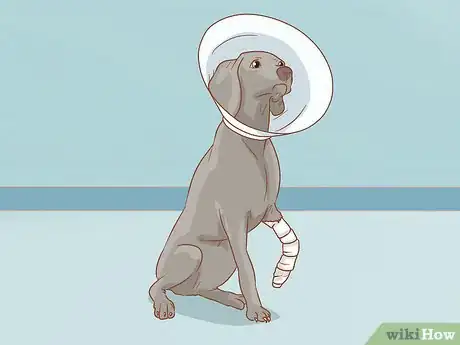 Image titled Help a Dog Recover from a Broken Leg Step 13