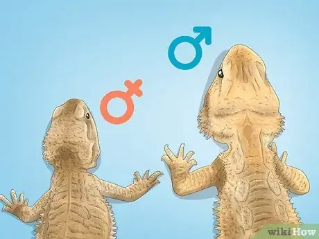 Image titled Tell the Sex of a Bearded Dragon Step 9