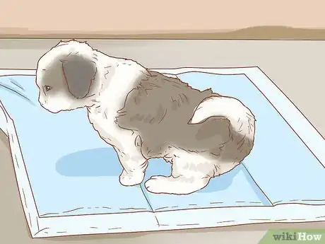 Image titled Care for a Shih Tzu Puppy Step 9