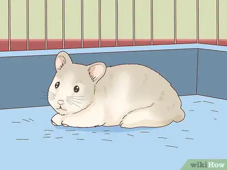 Image titled Train Your Hamster to Come when You Call Step 1