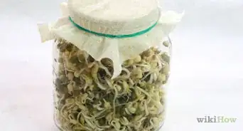 Make a Seed Sprouter at Home