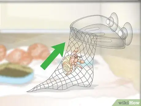 Image titled Decorate Your Hermit Crab's Tank Step 11