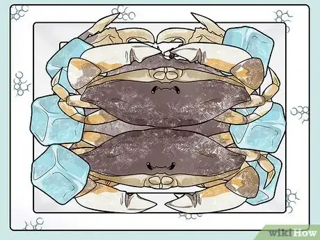 Image titled Cook a Crab Step 4