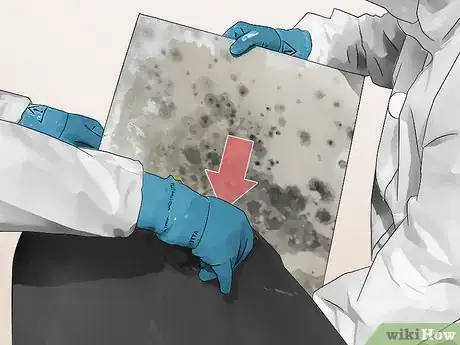 Image titled Clean Black Mold Step 14