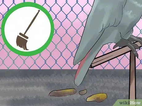 Image titled Know if an African Grey Parrot Is Right for You Step 12