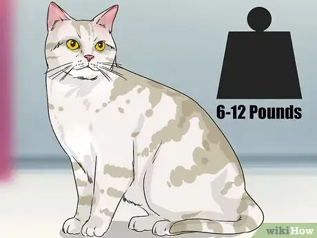 Image titled Identify an American Shorthair Cat Step 7