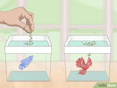 Image titled Selectively Breed Betta Fish Step 11