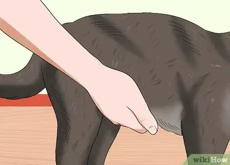 Image titled Give a Cat an Enema at Home Step 10