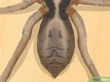 Image titled Identify a Wolf Spider Step 6