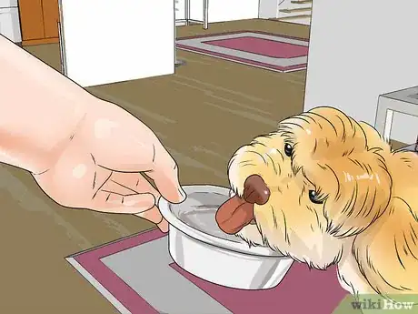 Image titled Take Care of a Lhasa Apso Step 3