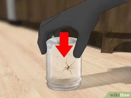 Image titled Catch a Spider Step 1