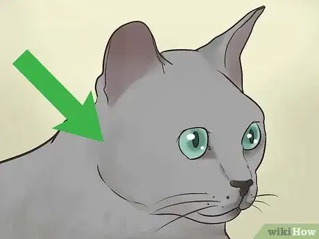 Image titled Identify a Korat Cat Step 5