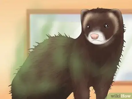 Image titled Decide if a Ferret Is the Right Pet for You Step 9