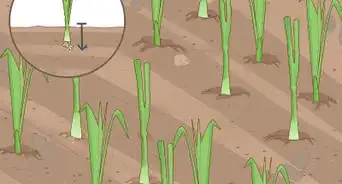 Grow Onions in Water