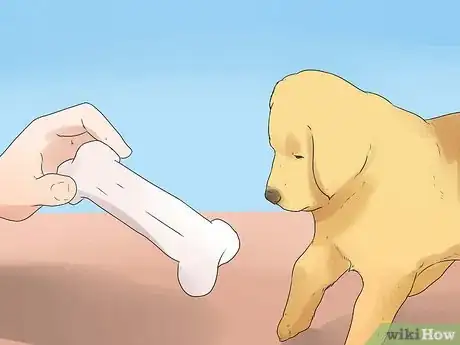 Image titled Train Your Dog to Hunt Step 7