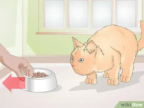 Image titled Teach Your Cat to Kiss Step 1
