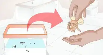 Clean a Hermit Crab