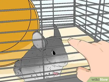 Image titled Deal with a Biting Chinchilla Step 9