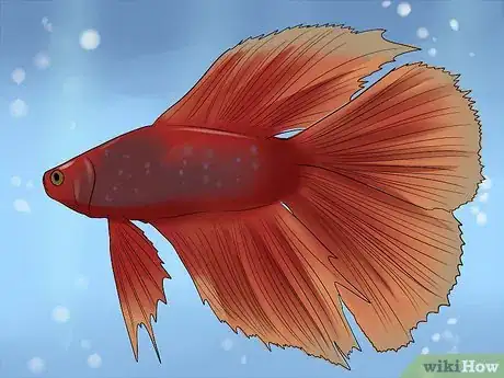 Image titled Identify Different Betta Fish Step 5