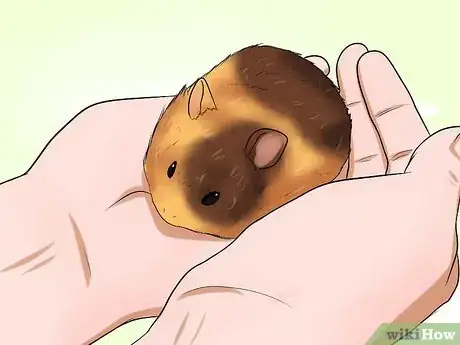 Image titled Know if Your Hamster Is Dying Step 6