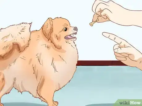Image titled Take Care of a Pomeranian Step 6