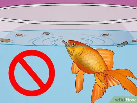 Image titled Fix Swim Bladder Disease in Goldfish Step 10
