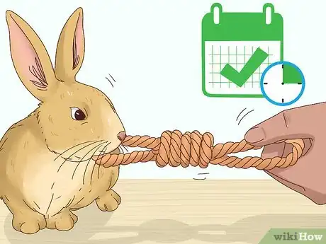 Image titled Play Tug of War with Your Rabbit Step 9