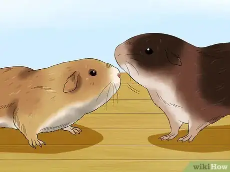 Image titled Get Your Guinea Pig to Trust You Step 5
