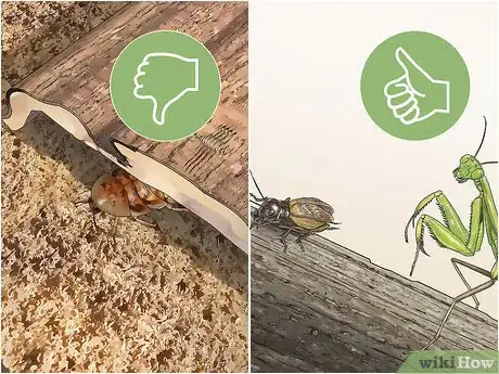 Image titled Take Care of a Praying Mantis Step 10
