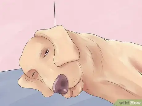 Image titled Treat Dog Bite Wounds on Dogs Step 4