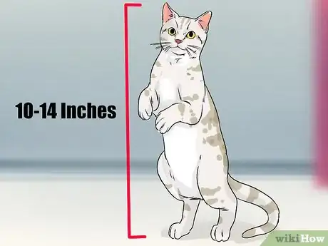 Image titled Identify an American Shorthair Cat Step 8