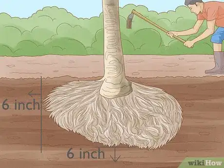 Image titled Plant a Palm Tree Step 6